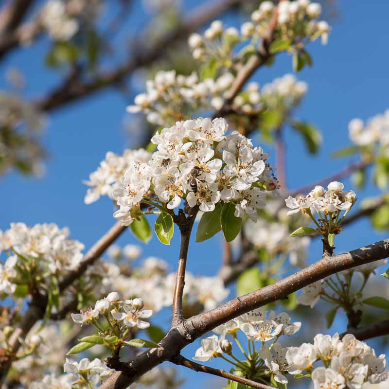 mistikakipou-araioma-karpon-antheon