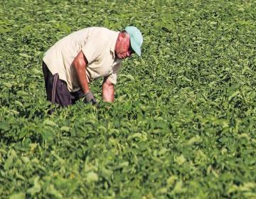 agrotes