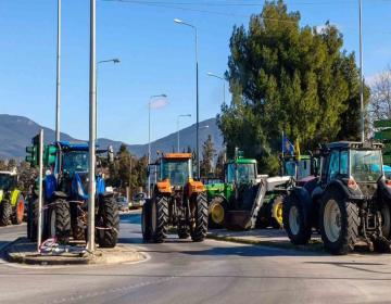 agrotes