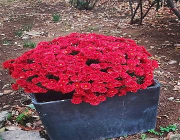 glastra-