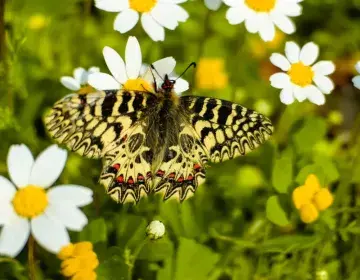 petalouda1