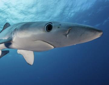 sharks