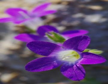 Campanula drabifolia