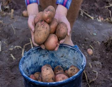 patates