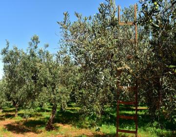 olive-trees.