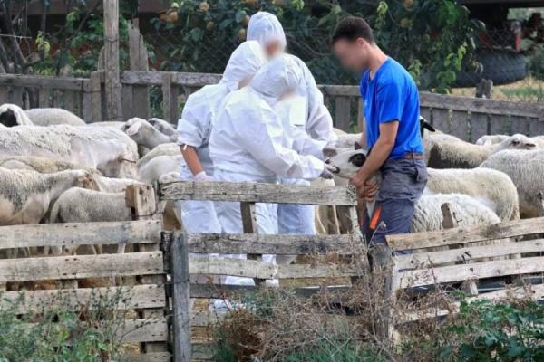 panoli-aigoprovata-provata