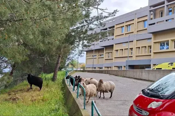 probata-nosokomeio-mytilinis.j