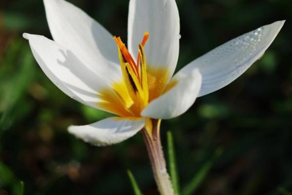 Epidavros_Crocus_biflorus_melantherus