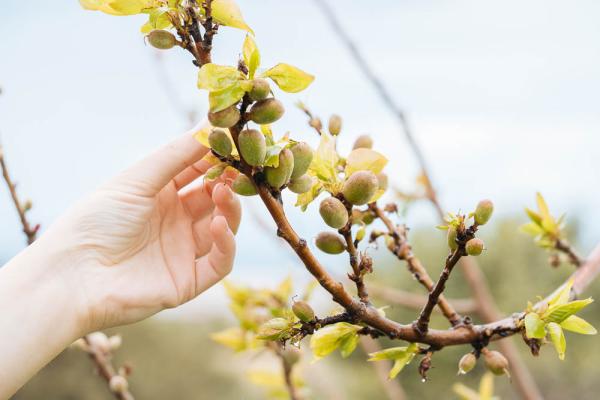 mistikakipou-araioma-karpon