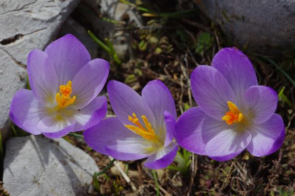 Oeta_Crocus_veluchensis