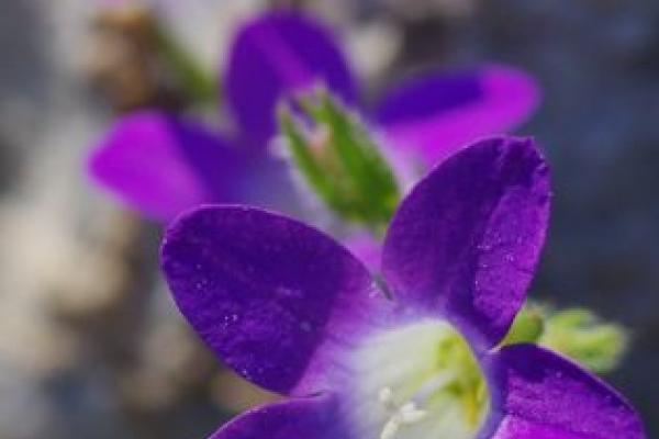 Campanula drabifolia
