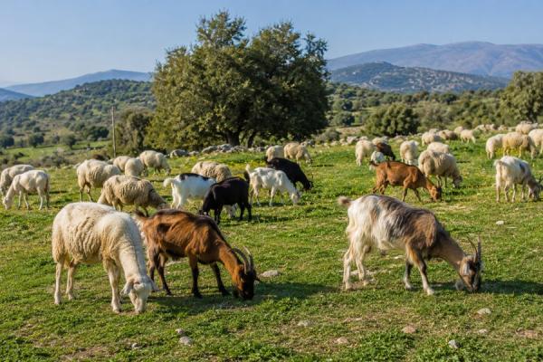 πρόβατα-κατσίκια-πανώλη-αιγοπροβάτων